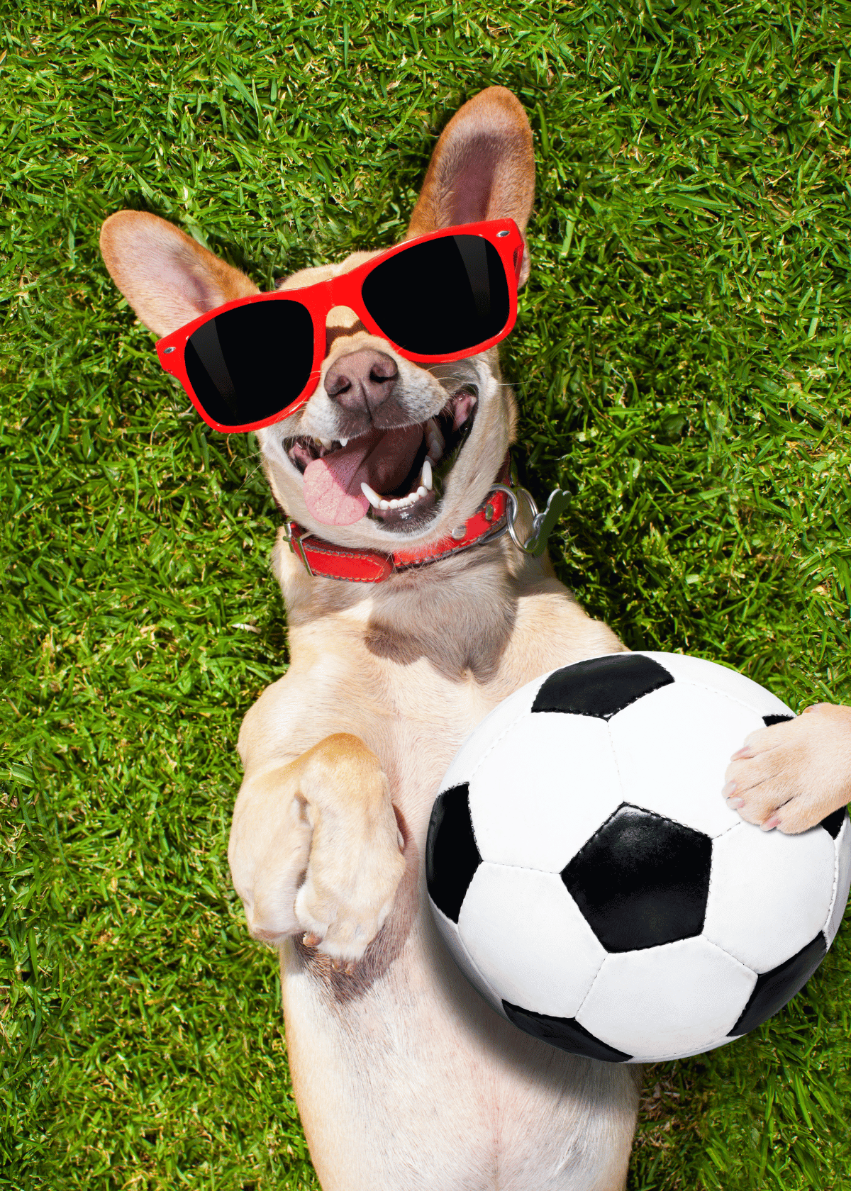 Soccer Fun for Dogs: Finding the Best Dog Soccer Ball